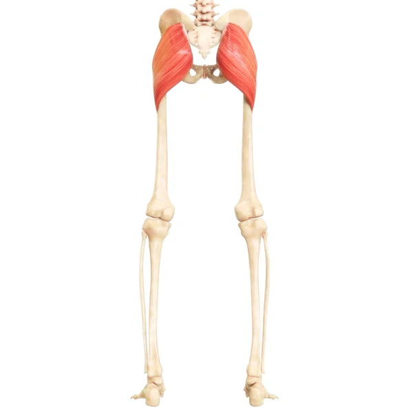 Ανθρώπινο Μυϊκό Σύστημα Πόδια Μύες Gluteus Maximus Μυϊκή Ανατομία — Φωτογραφία Αρχείου