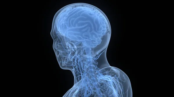 人类神经系统中央器官脑解剖 — 图库照片