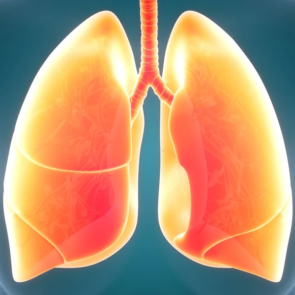Ludzki Układ Oddechowy Anatomia Płuc Ilustracja — Zdjęcie stockowe