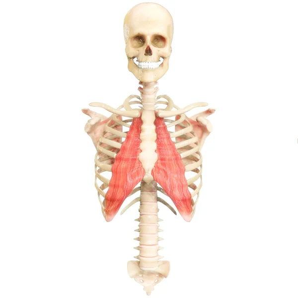 Язова Система Людини Torso Muscles Міжреберна Анатомія Малих Язів Тривимірний — стокове фото