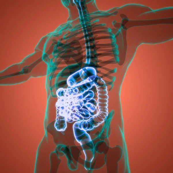 Анатомія Людини Травлення — стокове фото