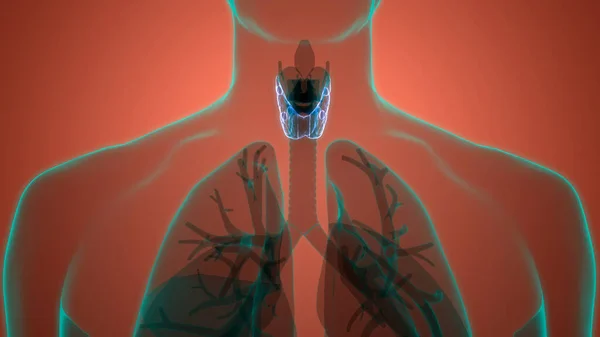 사람의 Thyroid Gland Anatomy 만든다 Illustration — 스톡 사진