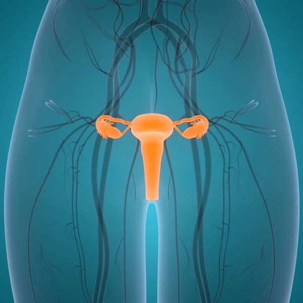 Anatomia Żeńskiego Układu Rozrodczego — Zdjęcie stockowe
