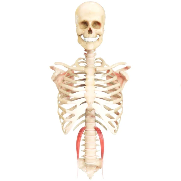 Ludzki Układ Mięśniowy Mięśnie Tułowia Psoas Mniejsza Anatomia Mięśni — Zdjęcie stockowe