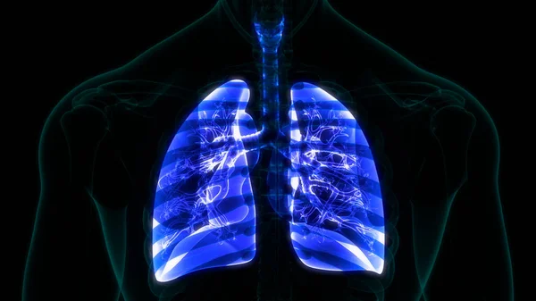 人間の呼吸器系の肺の解剖学 3Dイラスト — ストック写真