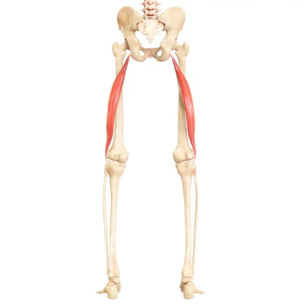 Anatomia Dos Músculos Sistema Muscular Humano — Fotografia de Stock