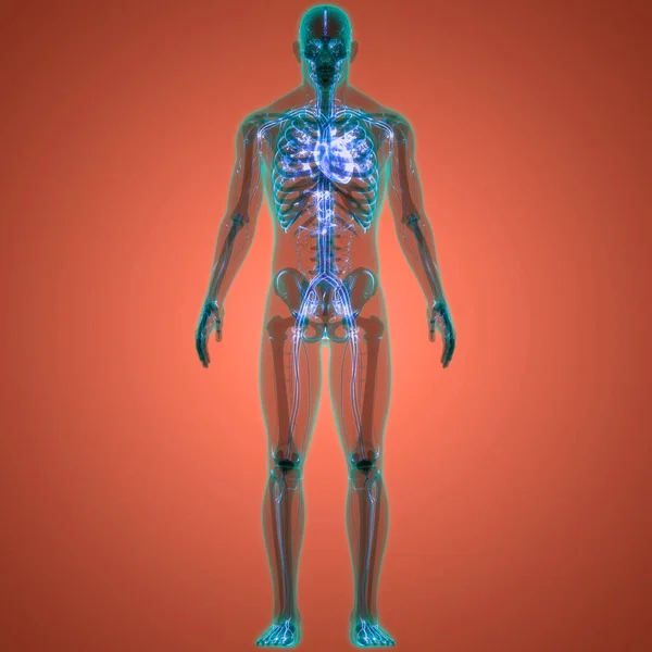 해부학 Human Circulatory System Heart Anatomy — 스톡 사진