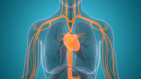 Human Circulatory System Heart Anatomy. 3D illustration 