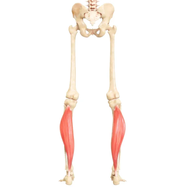 Système Musculaire Humain Jambes Muscles Soleus Anatomie Musculaire — Photo