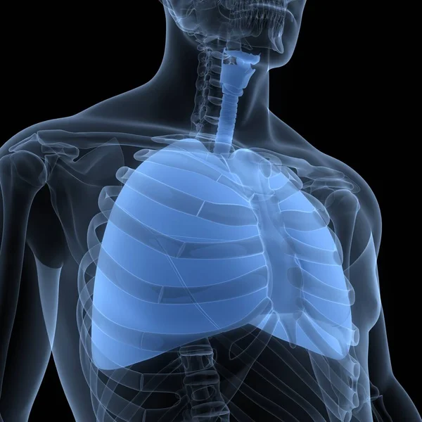 Sistema Respiratório Humano Anatomia Pulmonar Ilustração — Fotografia de Stock