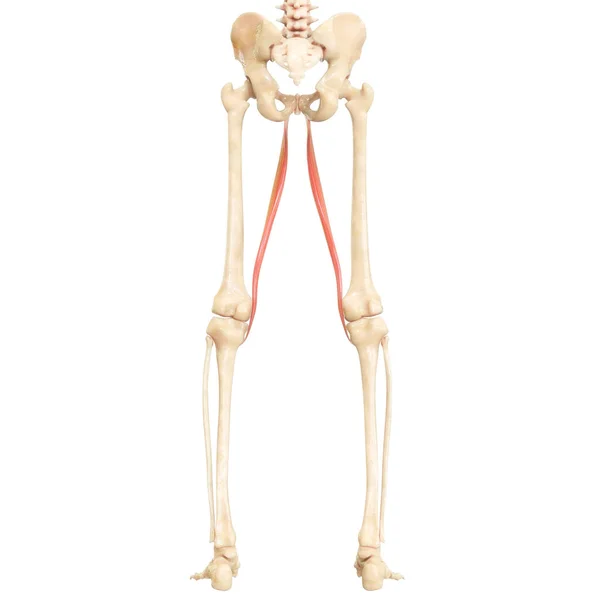 人間の筋肉系の脚の筋肉グレイシリス筋解剖学 — ストック写真