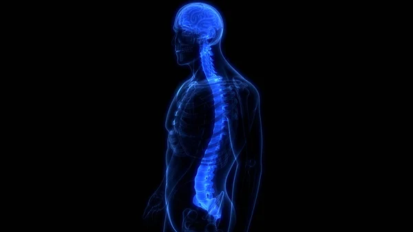 Vertebral Column Human Skeleton System Anatomy — 스톡 사진