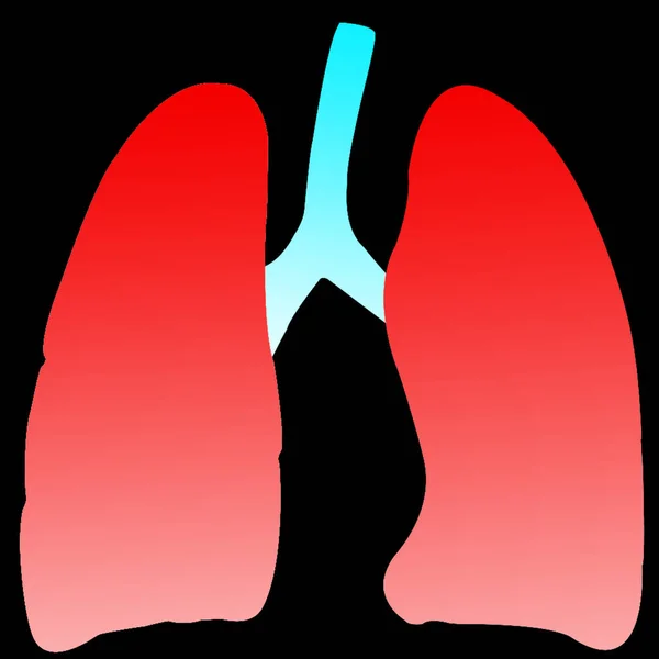 Ludzki Układ Oddechowy Anatomia Płuc Ilustracja — Zdjęcie stockowe