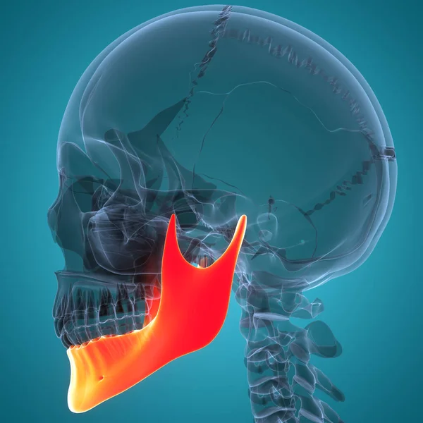 Sistema Esqueleto Humano Peças Osso Caveira Anatomia Mandíbula — Fotografia de Stock