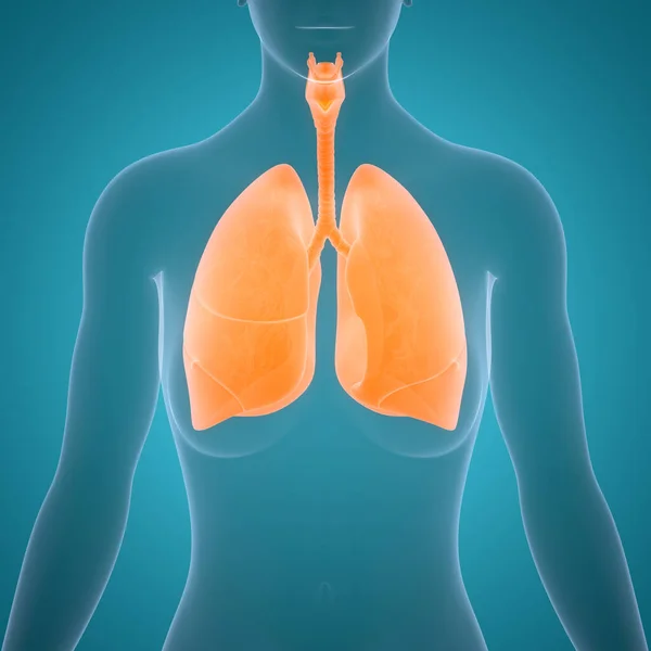 Sistema Respiratório Humano Anatomia Pulmonar Ilustração — Fotografia de Stock