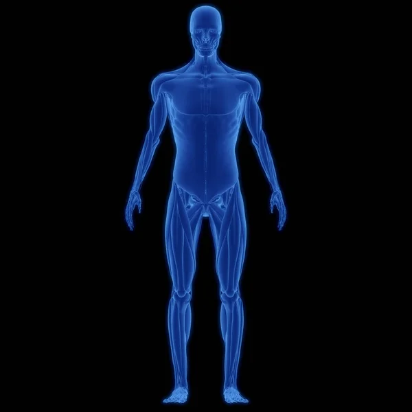 Anatomía Del Cuerpo Muscular Humano — Foto de Stock