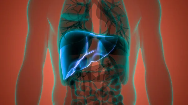 Ludzka Anatomia Śledziony Organów Wewnętrznych — Zdjęcie stockowe