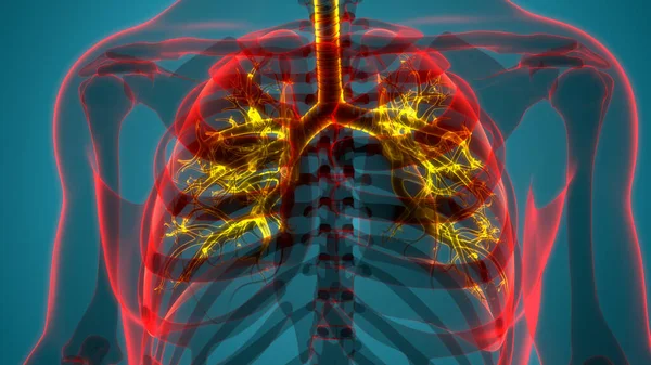 人类呼吸系统隆起解剖 3D插图 — 图库照片