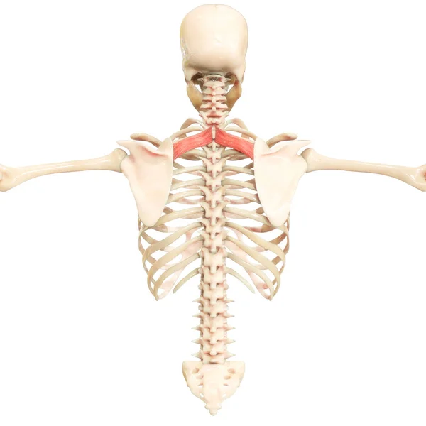 Lidský Svalový Systém Torso Svaly Rhomboid Menší Svalová Anatomie — Stock fotografie