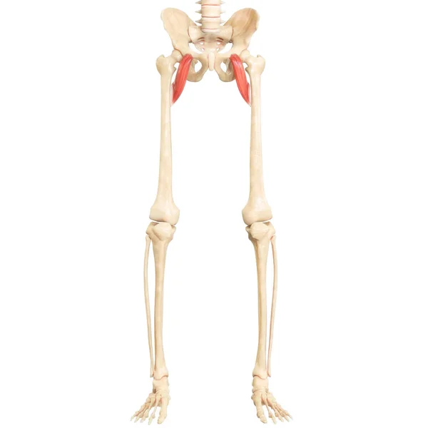 Nsan Kas Sistemi Anatomisi Boyut — Stok fotoğraf