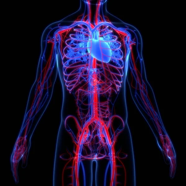 Sistema Circulatório Humano Anatomia Cardíaca Ilustração — Fotografia de Stock