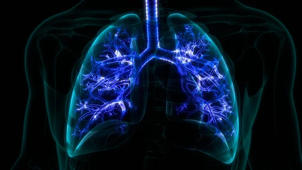 Anatomie Plic Lidského Dýchacího Ústrojí Ilustrace — Stock fotografie