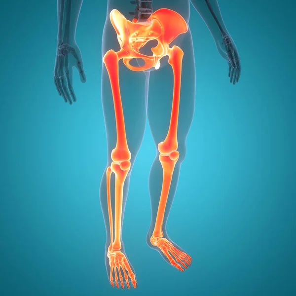 Anatomia Delle Articolazioni Ossee Degli Arti Inferiori Del Sistema Scheletrico — Foto Stock