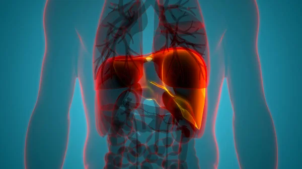 Pulmones Del Sistema Respiratorio Humano Con Anatomía Del Diafragma —  Fotos de Stock