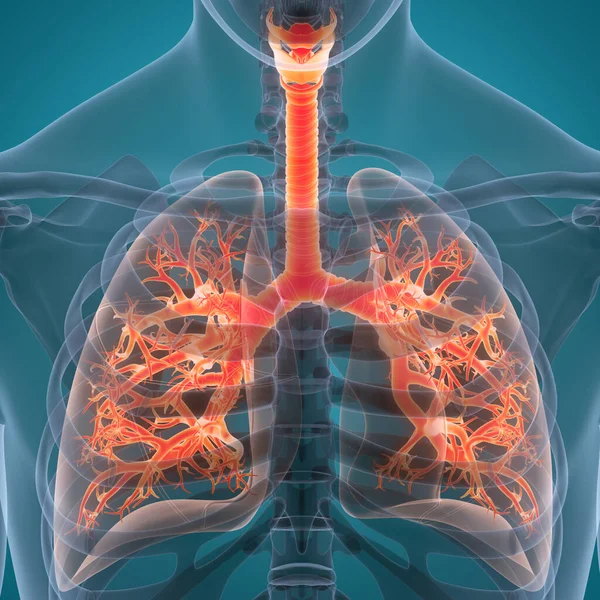 Sistema Respiratório Humano Anatomia Pulmonar Ilustração — Fotografia de Stock