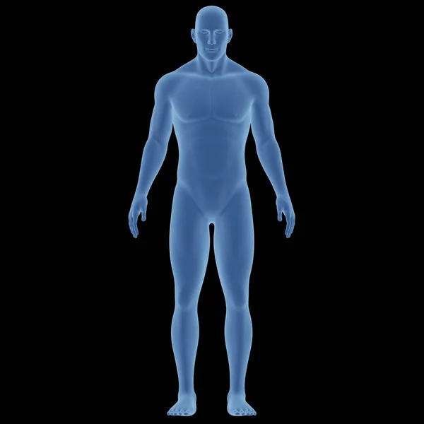 Nsan Kas Vücut Anatomisi Boyut — Stok fotoğraf