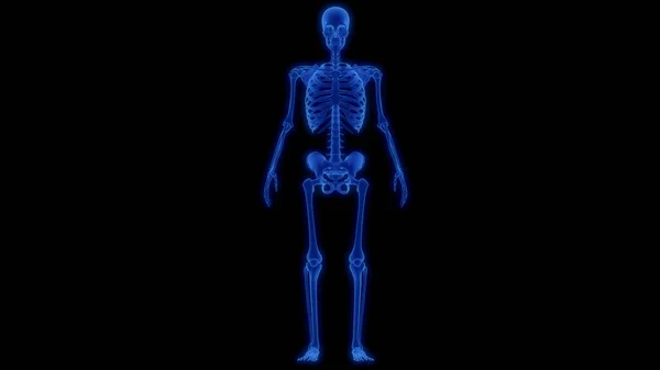 스켈레톤 시스템 Human Skeleton System 쌍둥이 해부학 — 스톡 사진