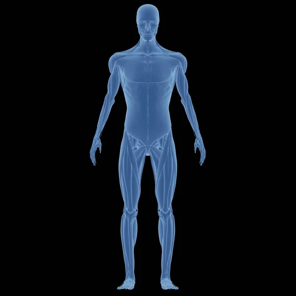 Anatomia Del Corpo Muscolare Umano — Foto Stock