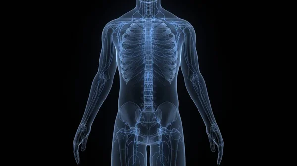 Sistema Interno Humano Anatomía Los Ganglios Linfáticos — Foto de Stock