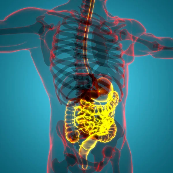 ヒト消化器系小腸の解剖学 — ストック写真