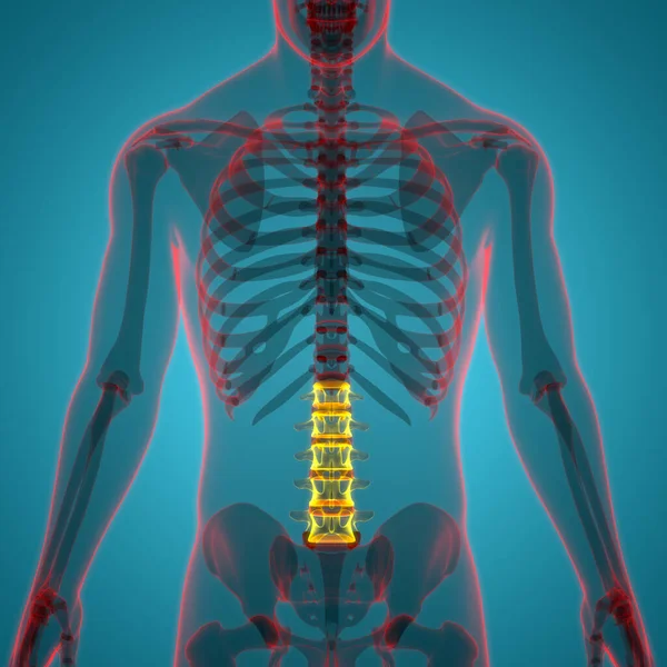 Nsan Skelet Sistemi Anatomisi Nin Omurga Omurgası Bel Omuru Omurgası — Stok fotoğraf