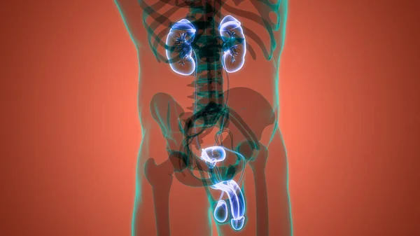 Sistema Urinário Humano Rins Com Anatomia Bexiga — Fotografia de Stock