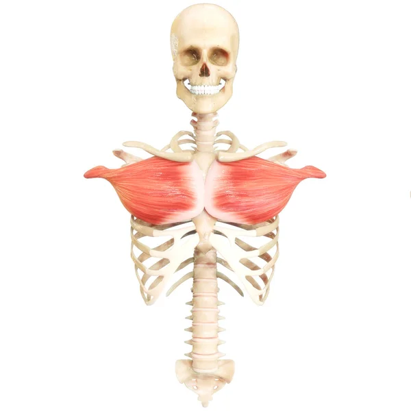 Nsan Kas Sistemi Gövde Kasları Göğüs Kasları Anatomisi Boyut — Stok fotoğraf