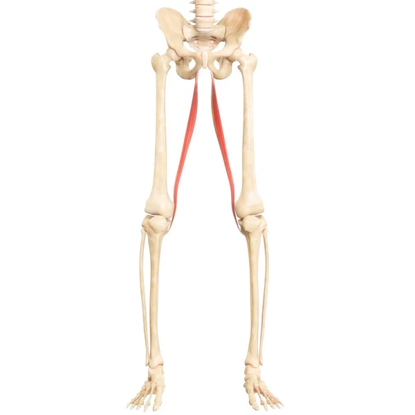 Sistema Muscular Humano Piernas Músculos Sartorius Anatomía Muscular — Foto de Stock