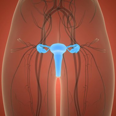 Kadın Üreme Sistemi Anatomisi. Üç Boyut