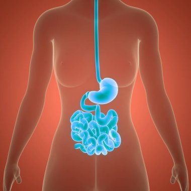Kadın Sindirim Sistemi Anatomisi. Üç Boyut