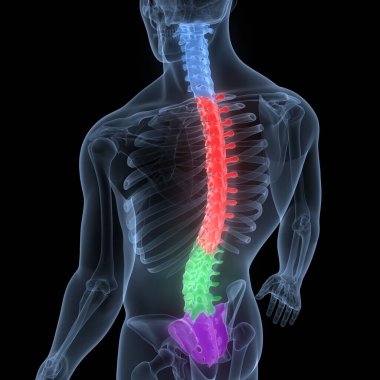 İnsan iskelet sistemi anatomisinin omurilik omurgası. Üç Boyut