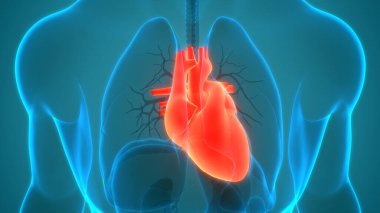 İnsan Dolaşım Sistemi Kalp Anatomisi. Üç Boyut