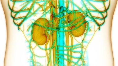 İnsan İdrar Sistemi Böbrekleri Anatomisi. Üç Boyut