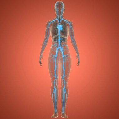 İnsan Dolaşım Sistemi Kalp Anatomisi. Üç Boyut