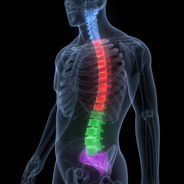 İnsan iskelet sistemi anatomisinin omurilik omurgası. Üç Boyut