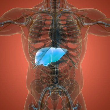 İnsan İç Sindirim Organı Anatomisi. Üç Boyut