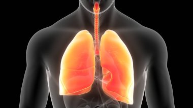 İnsan Solunum Sistemi Akciğerleri Anatomisi. Üç Boyut