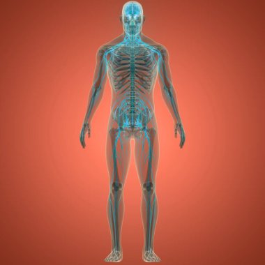 İnsan Sinir Sistemi Beyin Anatomisi Merkezi Organı. Üç Boyut