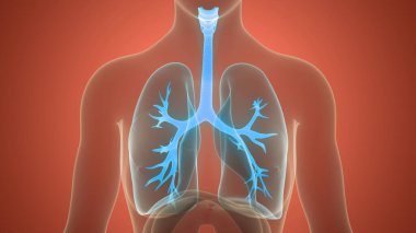 İnsan Solunum Sistemi Akciğerleri Anatomisi. Üç Boyut