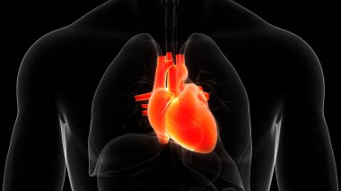 İnsan Dolaşım Sistemi Kalp Anatomisi. Üç Boyut